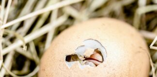 Jak nauczyć się wytrwałości?