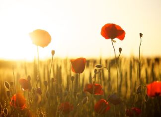 Co to jest pole ochronne logo?