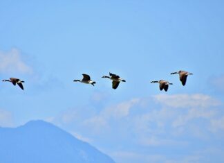 Co to jest kształtowanie wizerunku?