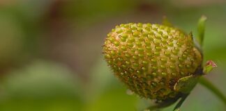 Czy dojrzałość przychodzi z wiekiem?