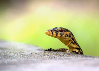 Jak monitorować swoje wydatki?